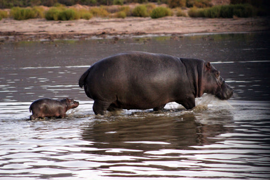 Cape Town's Game Reserve Is Proud To Announce The Arrival Of A Baby Hippo!