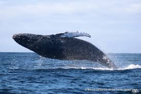 Hermanus Whale Festival 2026