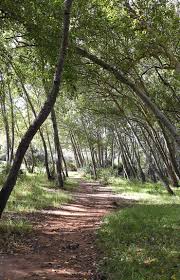 Majik Forest: Where Shadows Dance and Legends Whisper – A Journey into Cape Town’s Enchanted Heart