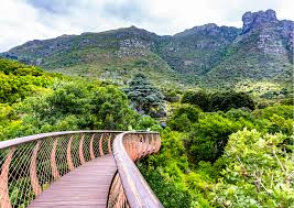 Whispers of Fynbos and Mountain Spirits: Unveiling Kirstenbosch, a Living Classroom for the World