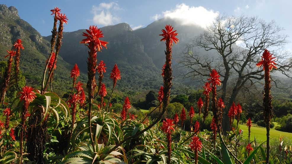 Kirstenbosch Gardens in Cape Town South Africa