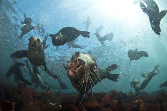 Snorkeling With Seals In Cape Town