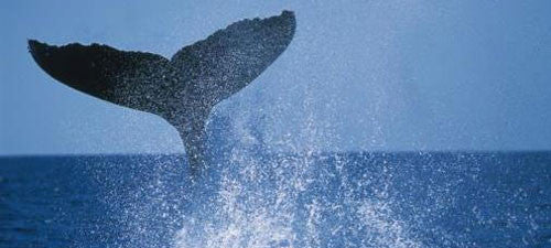 Whale History in False Bay, Cape Town