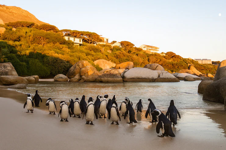 4 Days Luxury Guided Tour: CT Big 6 for International Tourists