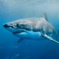 Great White Shark Diving Tour Gansbaai