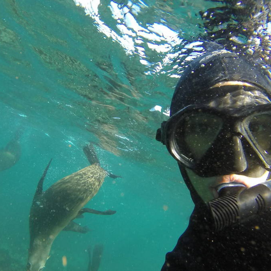 Snorkeling with Seals at Duiker Island in Cape Town
