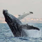 Witness the Giants of the Ocean: An Unforgettable Whale Watching Adventure!