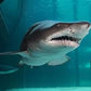 An Unforgettable Two Oceans Aquarium Adventure!