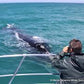 Witness the Giants of the Ocean: An Unforgettable Whale Watching Adventure!