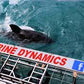 Witness the Giants of the Ocean: An Unforgettable Whale Watching Adventure!