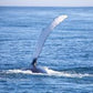 Witness the Giants of the Ocean: An Unforgettable Whale Watching Adventure!